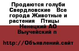 Продаются голуби Свердловские - Все города Животные и растения » Птицы   . Ненецкий АО,Выучейский п.